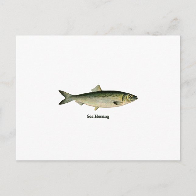 Sea Herring Postcard (Front)