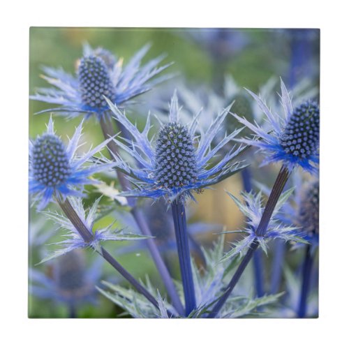 Sea Holly Big Blue Ceramic Tile