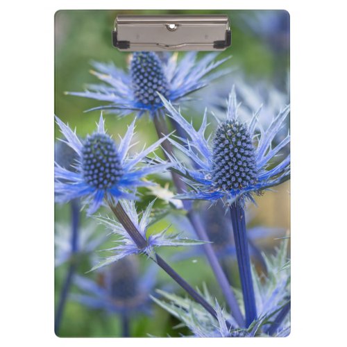 Sea Holly Big Blue Clipboard