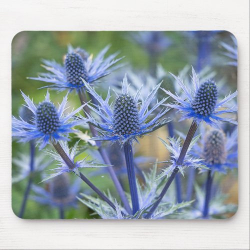 Sea Holly Big Blue Mouse Mat