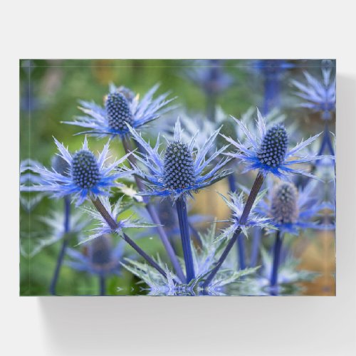 Sea Holly Big Blue Paperweight