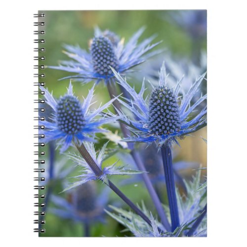 Sea Holly Big Blue Spiral Notebook
