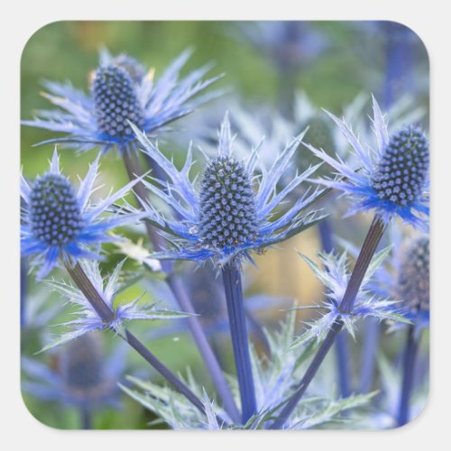 Sea Holly Big Blue Stickers