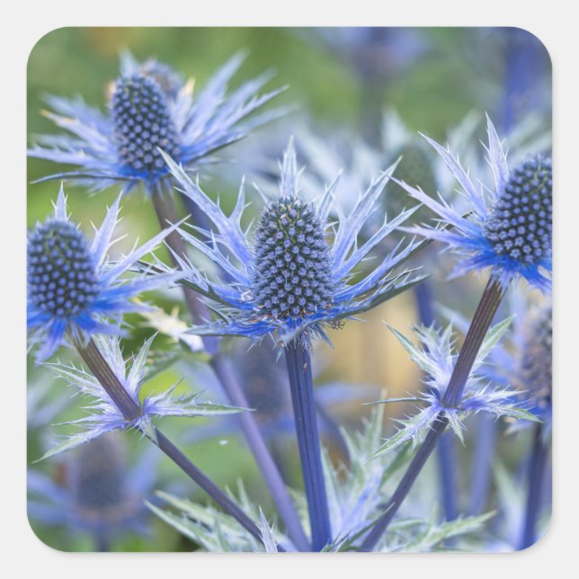 Sea Holly 'Big Blue' Stickers (Front)