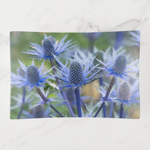 Sea Holly Big Blue Trinket Tray