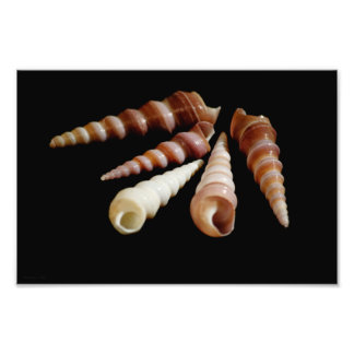 Sea Horns Photo Print