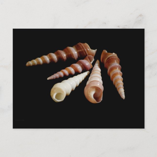 Sea Horns Postcard (Front)