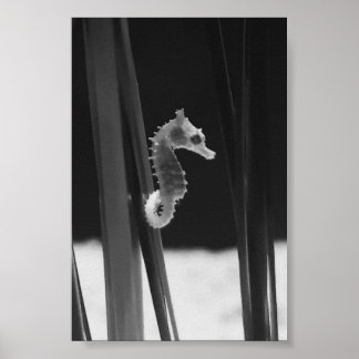 Sea horse - Black And White Poster