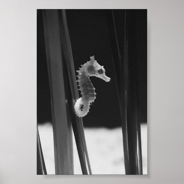 Sea horse - Black And White Poster (Front)