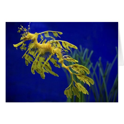 Sea horse cards (Front Horizontal)
