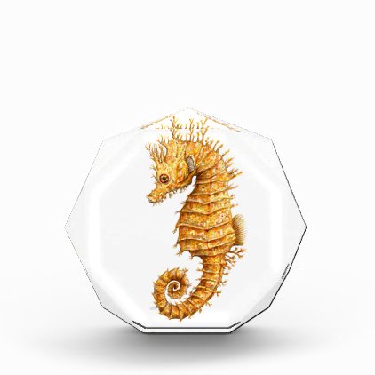 Sea horse Hippocampus hippocampus Acrylic Award