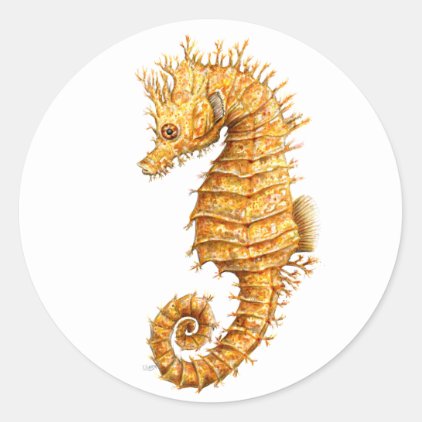 Sea horse Hippocampus hippocampus Classic Round Sticker