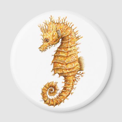 Sea horse Hippocampus hippocampus Magnet