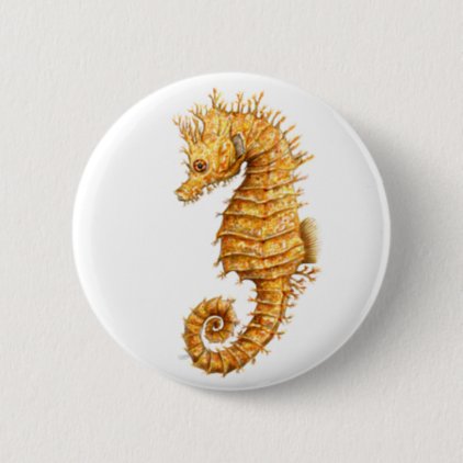 Sea horse Hippocampus hippocampus Pinback Button