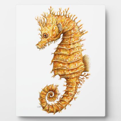 Sea horse Hippocampus hippocampus Plaque