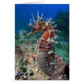 Sea Horse | Hippocampus Ramulosus (Front)