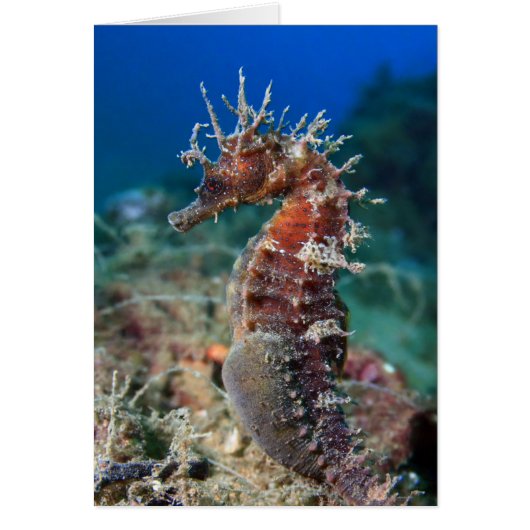 Sea Horse | Hippocampus Ramulosus (Front)