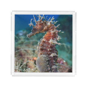 Sea Horse Hippocampus Ramulosus Acrylic Tray