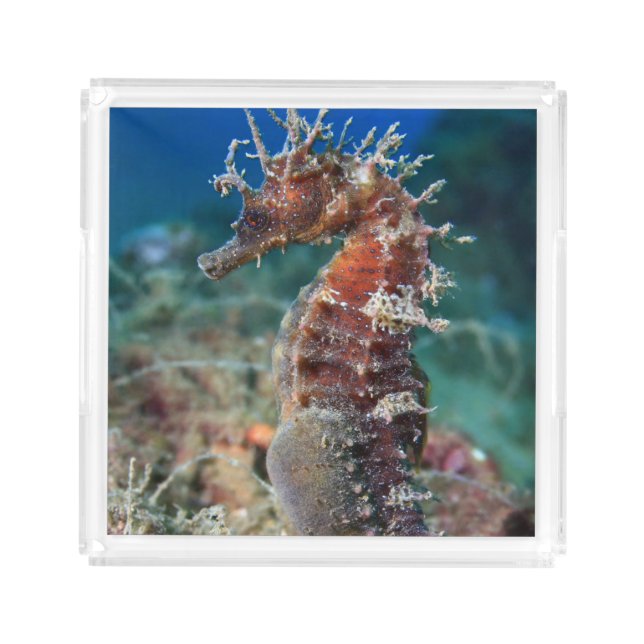 Sea Horse | Hippocampus Ramulosus Acrylic Tray (Front)