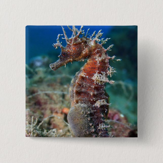 Sea Horse | Hippocampus Ramulosus Pinback Button (Front)
