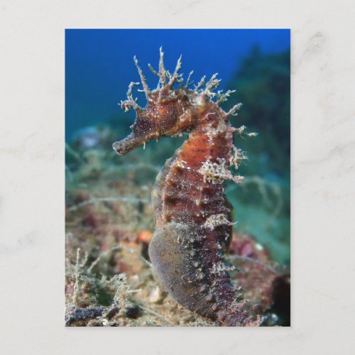 Sea Horse  Hippocampus Ramulosus Postcard