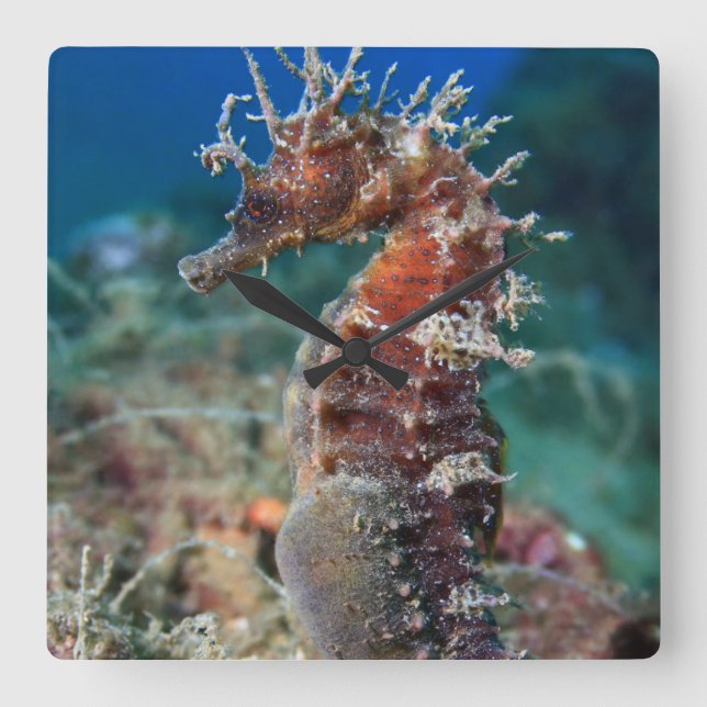 Sea Horse | Hippocampus Ramulosus Square Wall Clock (Front)