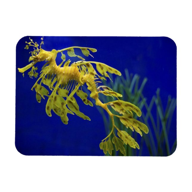 Sea horse magnet (Horizontal)