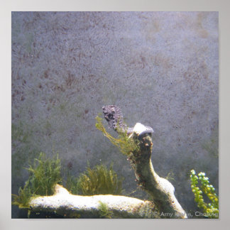 Sea Horse Poster