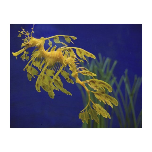 Sea horse wood wall decor (Front)