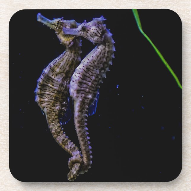Sea Horses (Seahorses) Beverage Coaster (Front)