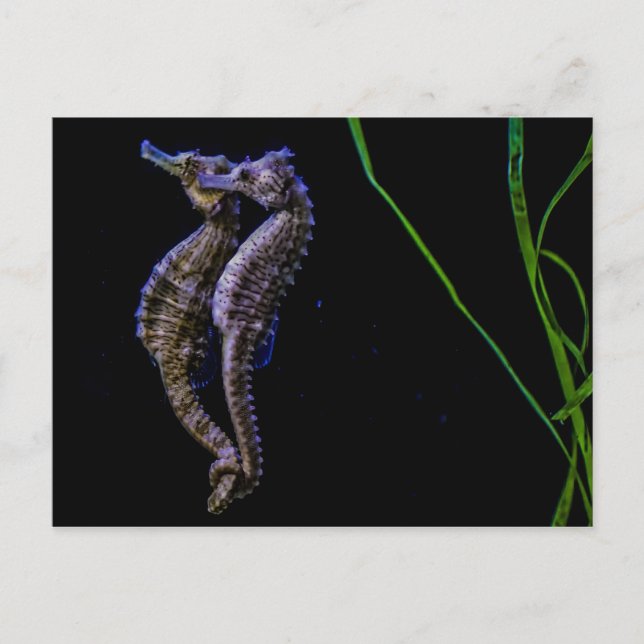 Sea Horses (Seahorses) Postcard (Front)