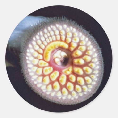 Sea Lamprey Classic Round Sticker