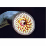 Sea Lamprey Statuette<br><div class="desc">Sea Lamprey
Sea Lamprey. Animal Park has this and many other great products with Invasive species for all Pet & Animal lovers.</div>