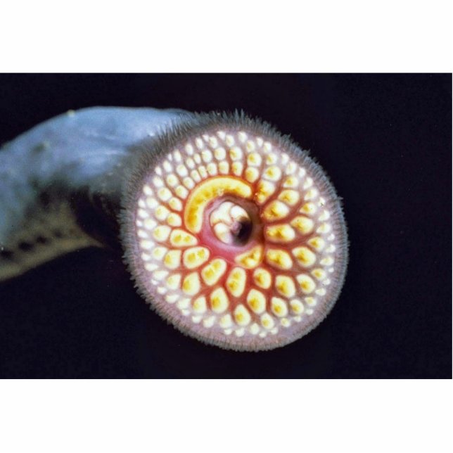 Sea Lamprey Statuette (Front)