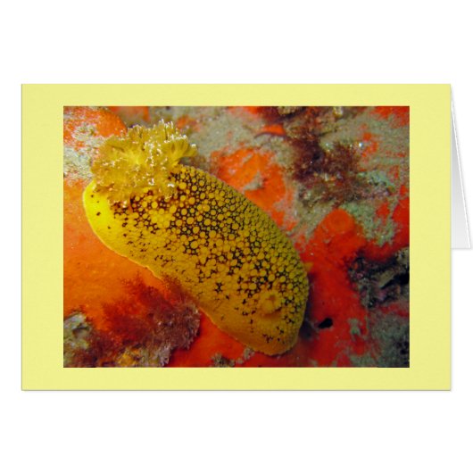 Sea Lemon Cards (Front Horizontal)