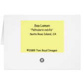 Sea Lemon Cards (Back Horizontal)
