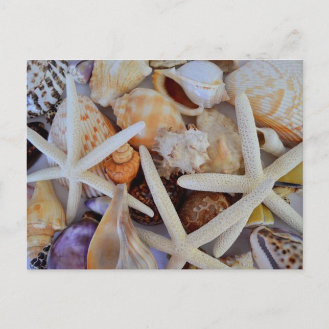 Sea Life Menagerie Postcard (Front)