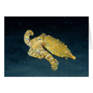 Sea Life - Octopus Cards