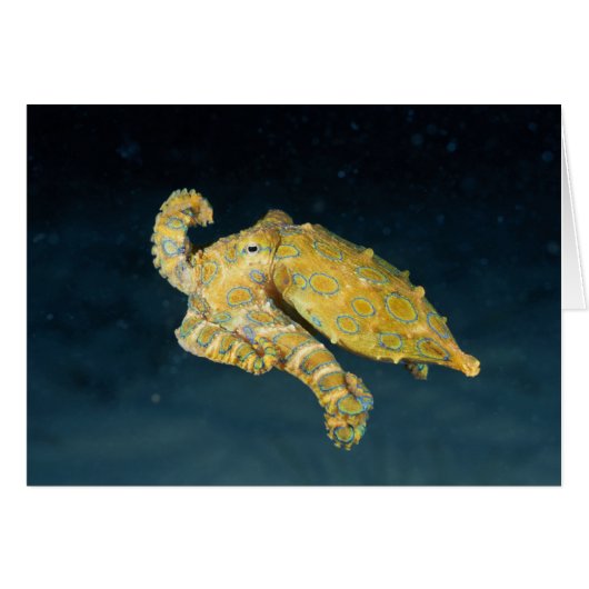 Sea Life - Octopus Cards (Front Horizontal)