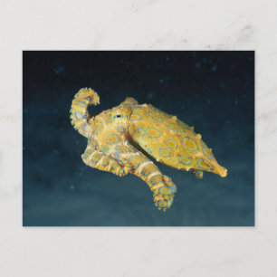Sea Life - Octopus Postcard