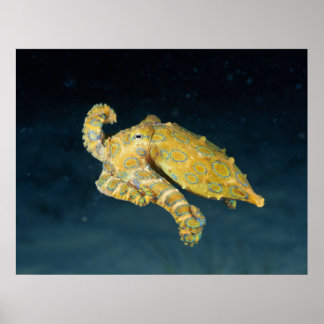 Sea Life - Octopus Poster