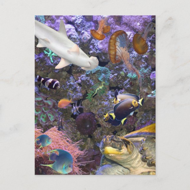 Sea Life Postcard (Front)