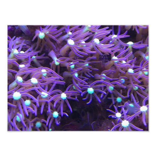 Sea Life Purple Picture Photo Print | Zazzle