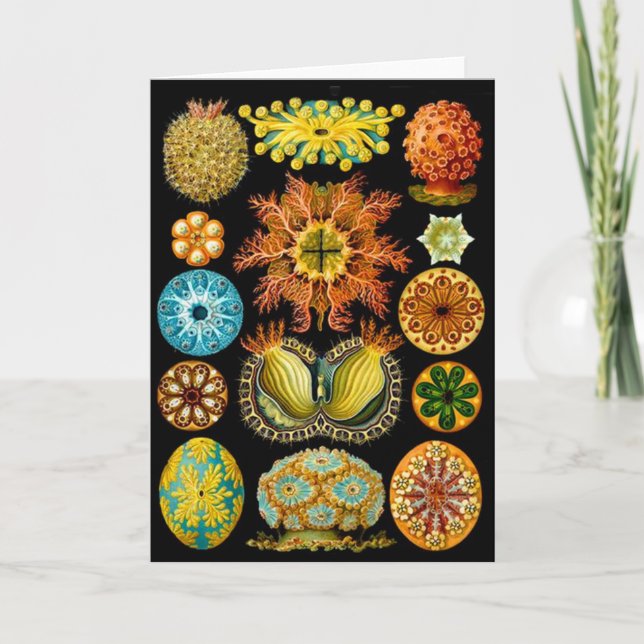 sea life sea creatures print card (Front)