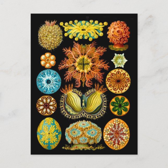 sea life sea creatures print postcard (Front)