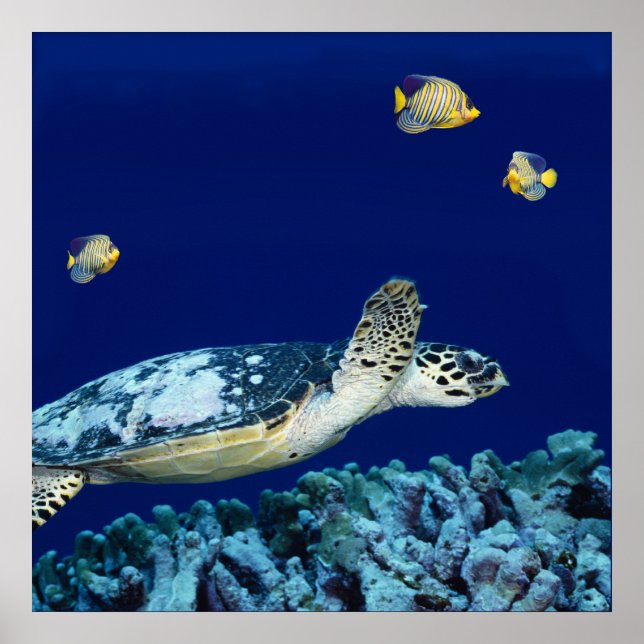Sea Life - Sea Turtle Poster (Front)