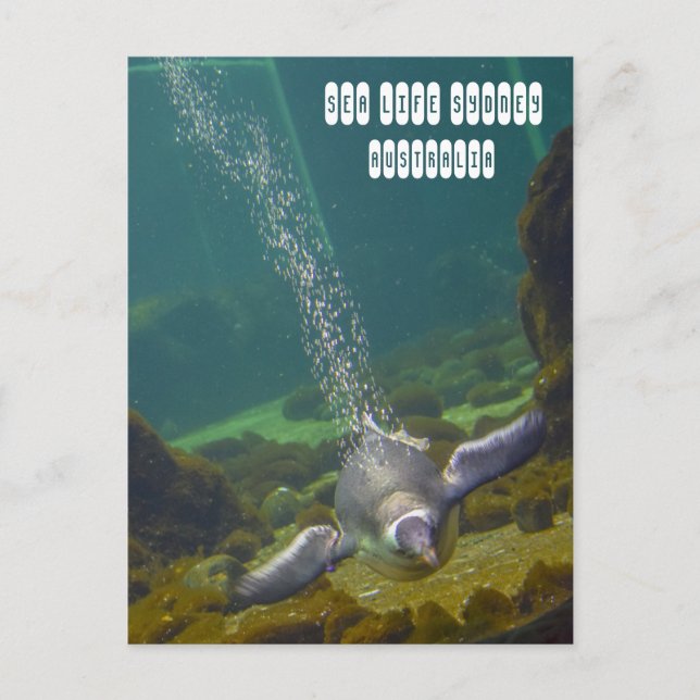 Sea Life Sydney Aquarium in Australia Postcard (Front)