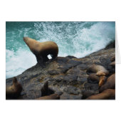 Sea Lion (Front Horizontal)