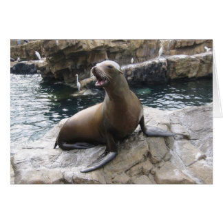 sea lion barking cards