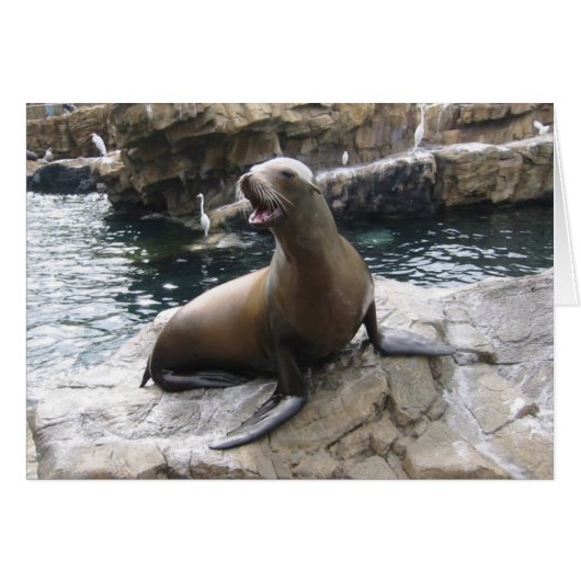 sea lion barking cards (Front Horizontal)